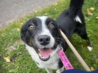 Mixed Breed dogs - Advert 22