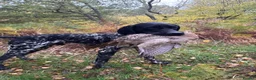 German Shorthaired Pointer dogs for sale: Exceptional GSP for sale  - Advert 2