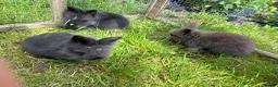 Lionhead rabbits for sale: 3 fluffy lionhead babies  - Advert 7