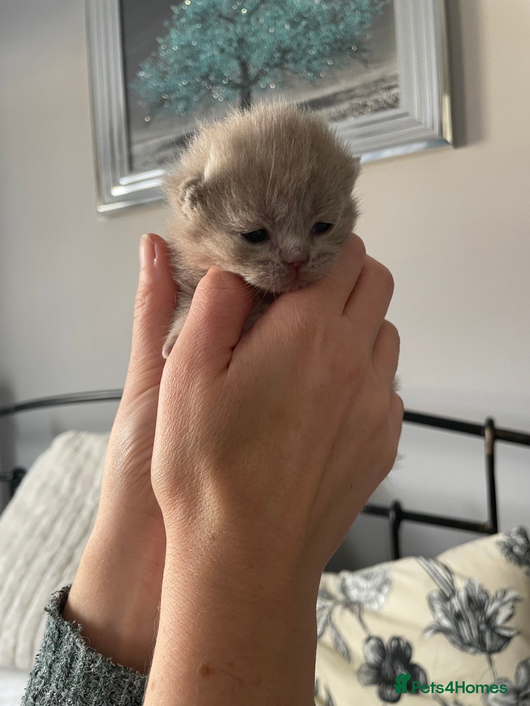 British Shorthair cats for sale: GCCF BRITISH SHORTHAIR KITTENS - Advert 29