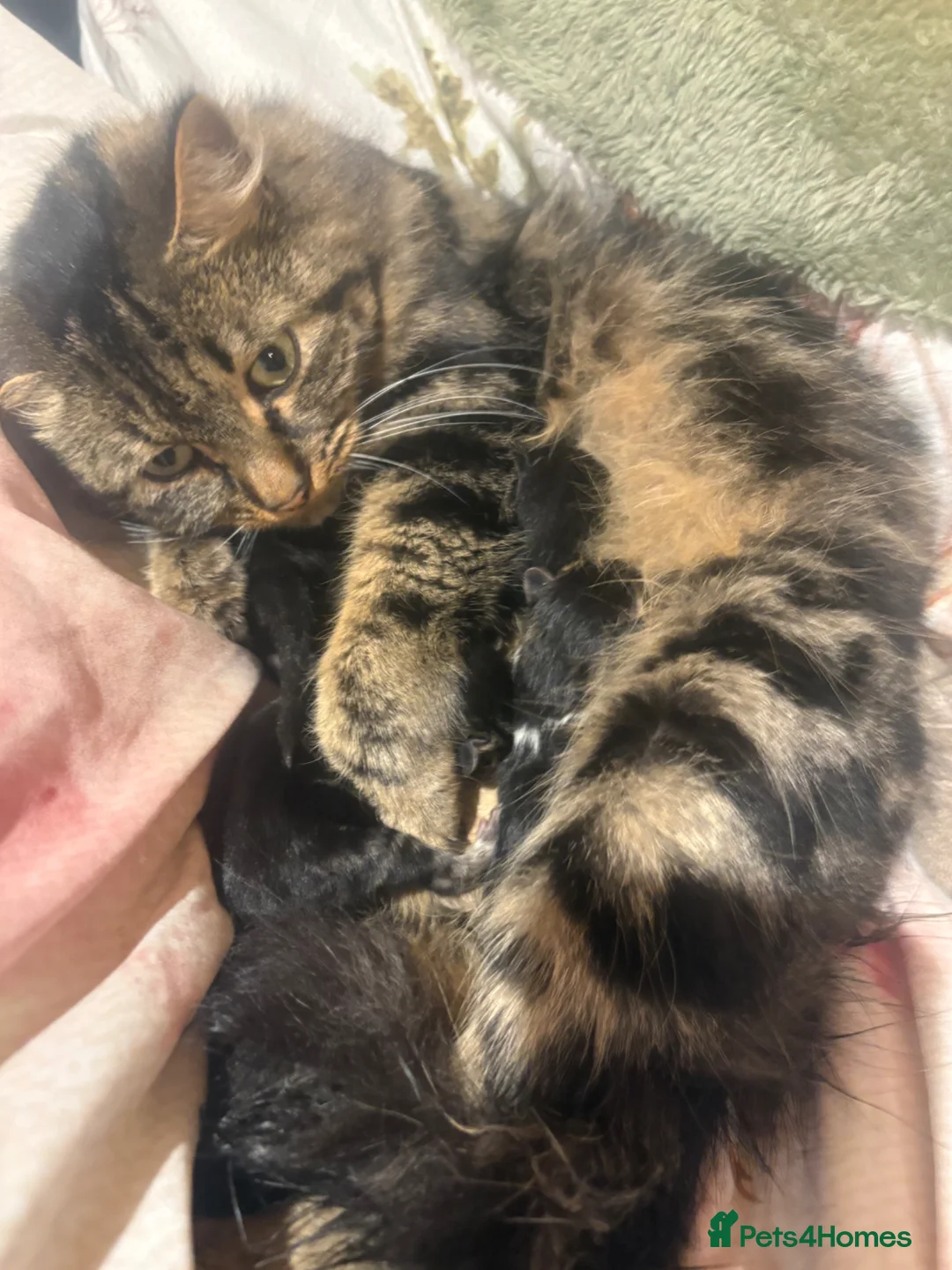 Mixed Breed cats for sale: Mixed bread tabby’s and black kittens  - Advert 1