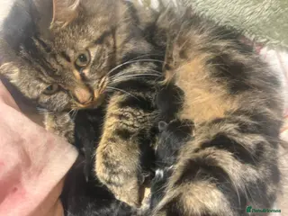 Mixed Breed cats Mixed bread tabby’s and black kittens - Advert 2