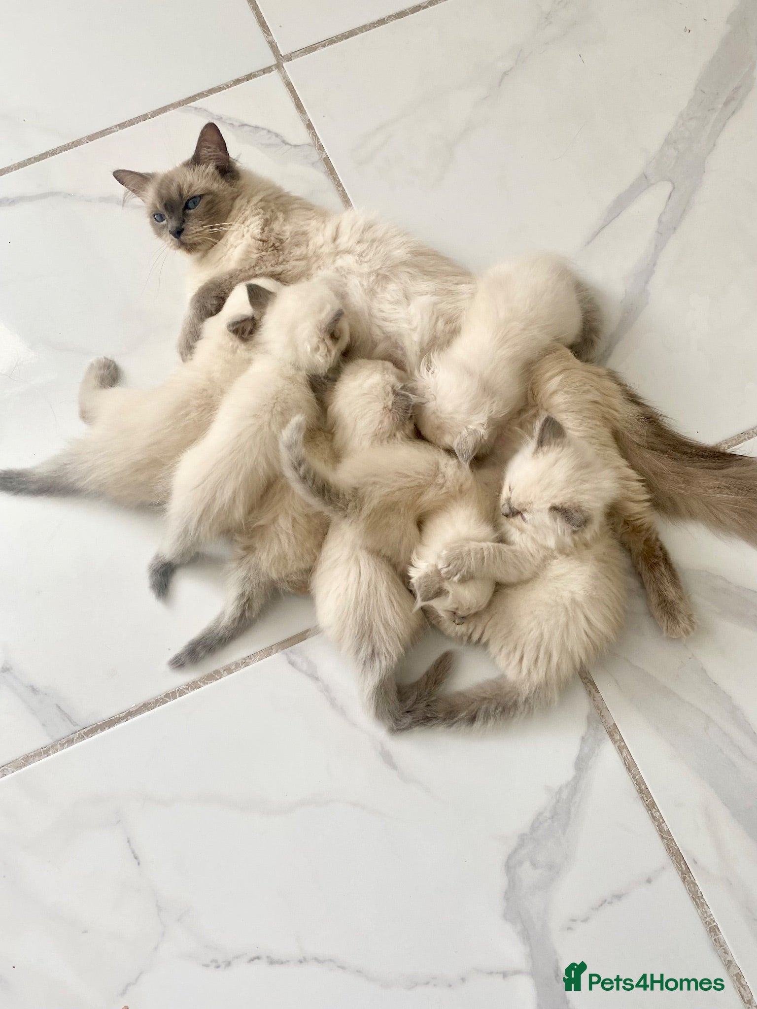 Ragdoll cats Ragdoll kittens viewings welcome - Advert 2