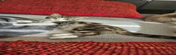 Mixed Breed cats for sale: Scotish folds mix - Advert 4