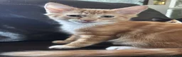 Mixed Breed cats for sale: Kittens:2 ginger/white girls, 1 calico girl, 2 Tux - Advert 14