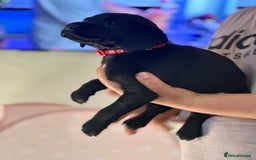 Labrador Retriever dogs for sale: Amazing Red/Black Lab Pups To Loving Pet Families - Image 12