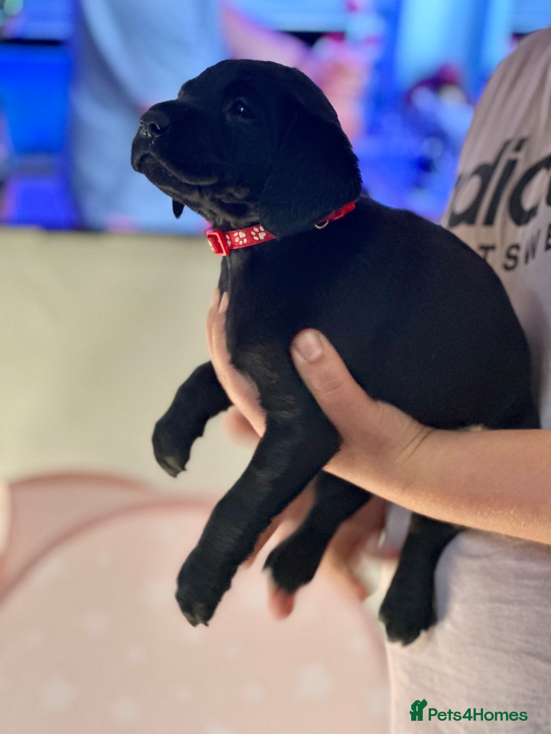 Labrador Retriever dogs for sale: Amazing Red/Black Lab Pups To Loving Pet Families - Image 12