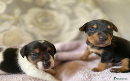 Jack Russell dogs for sale: 3 gorgeous male Jack Russells - Image 11