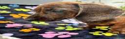 Dachshund dogs for sale: Dachshund Puppies ready for their forever homes - Advert 21