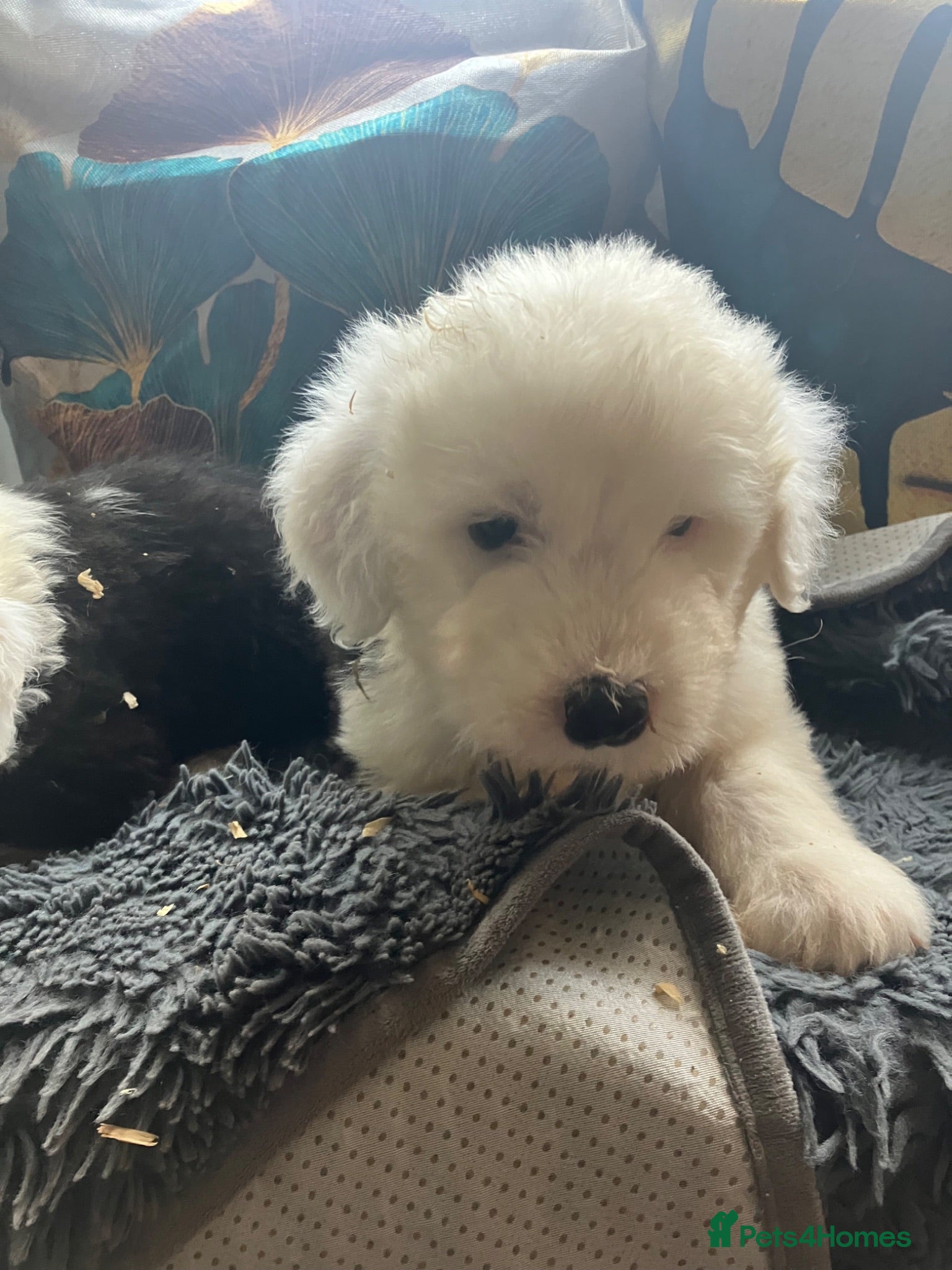 Old English Sheepdog dogs Kc Registered Old English Sheepdogs  - Advert 1