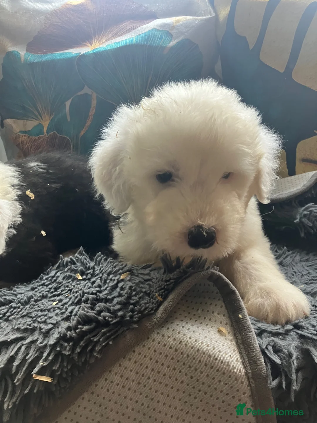 Old English Sheepdog dogs for sale: Kc Registered Old English Sheepdogs  - Advert 1