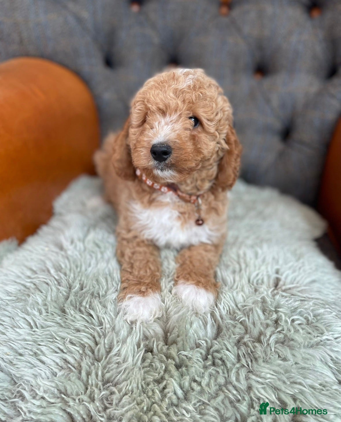 Cavapoo dogs Beautiful F1 Cavapoo puppies - Advert 1