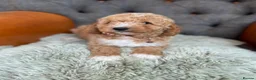 Cavapoo dogs for sale: Beautiful F1 Cavapoo puppies in Aylesford - Advert 1