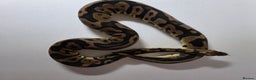 Snake reptiles for sale: Ball pythons  - Advert 14