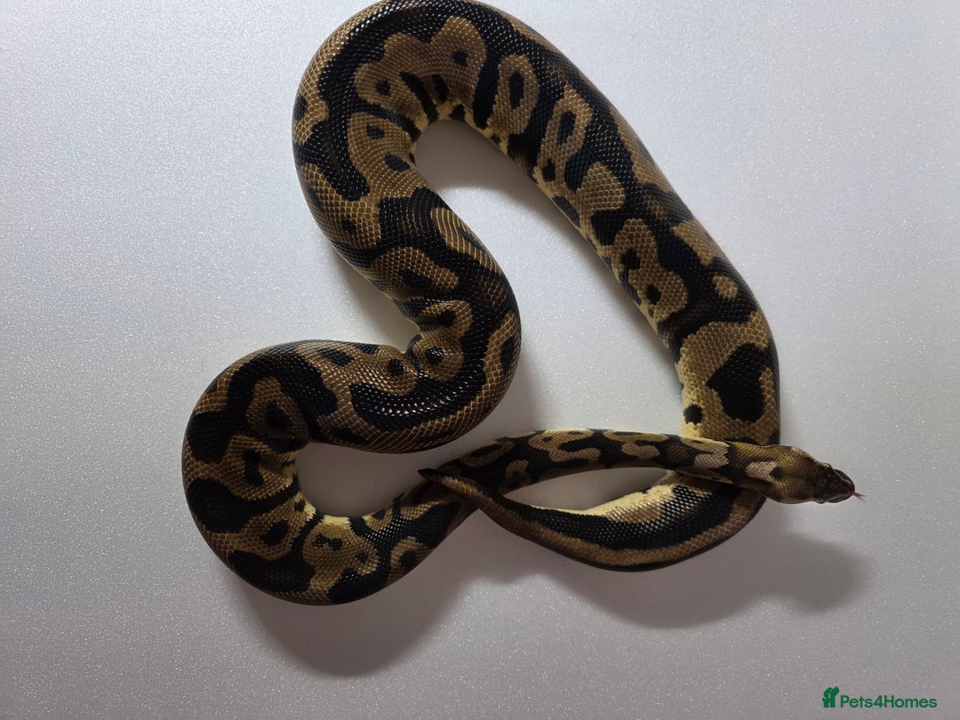 Snake reptiles for sale: Ball pythons  - Advert 14