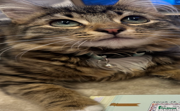 Mixed Breed cats - Advert 3