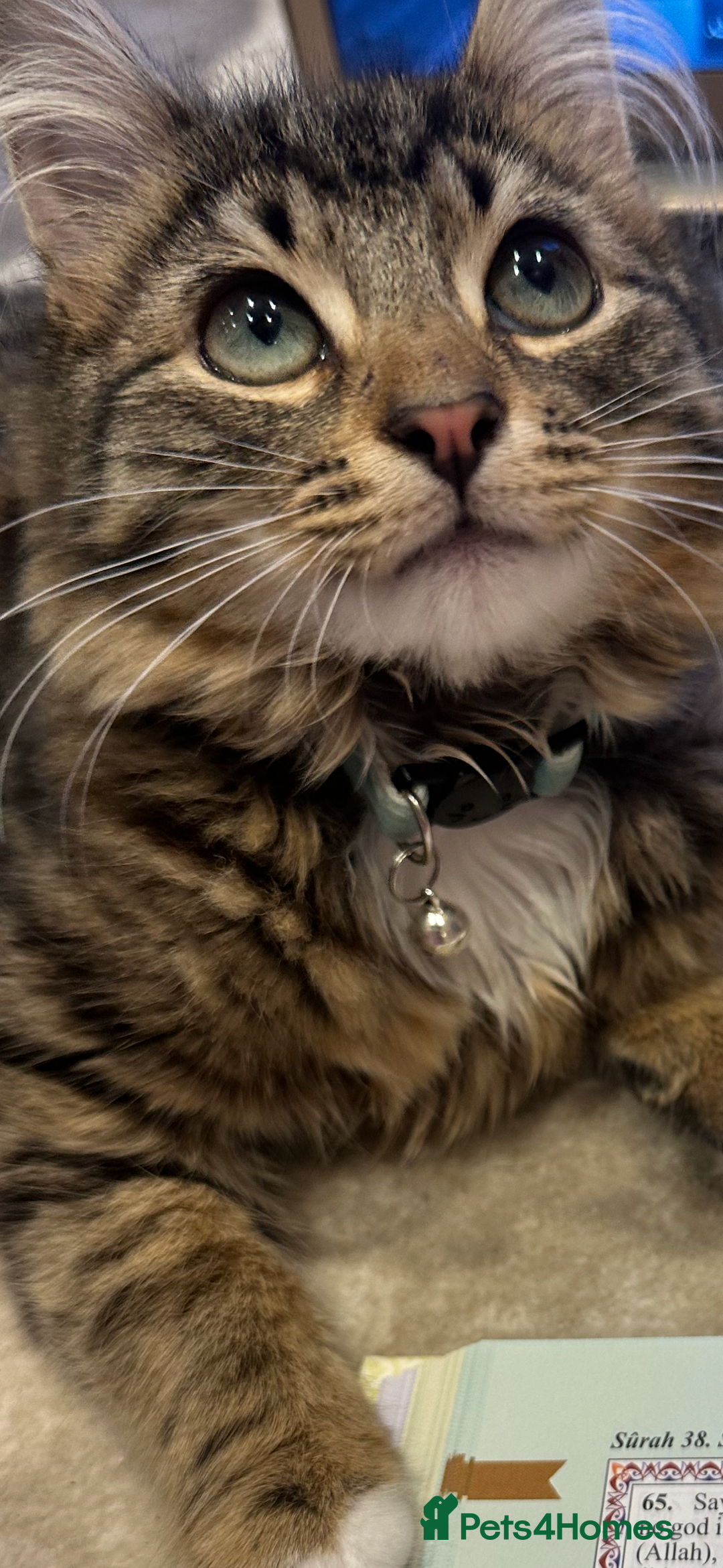 Mixed Breed cats for sale: 🩵🐾male kitten🐾🩵 - Image 1