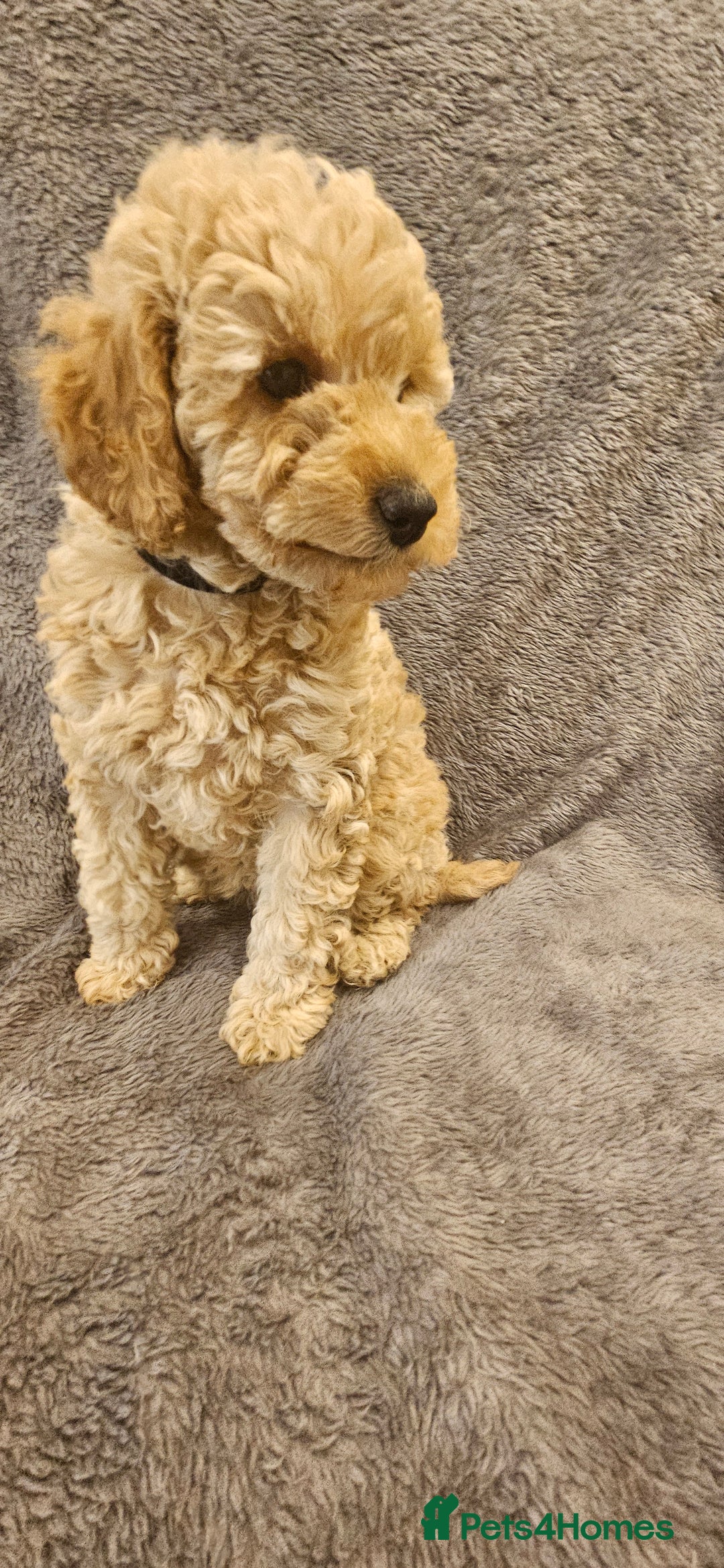 Toy Poodle dogs for sale: Beautiful Toy Poodle Puppies - Advert 9