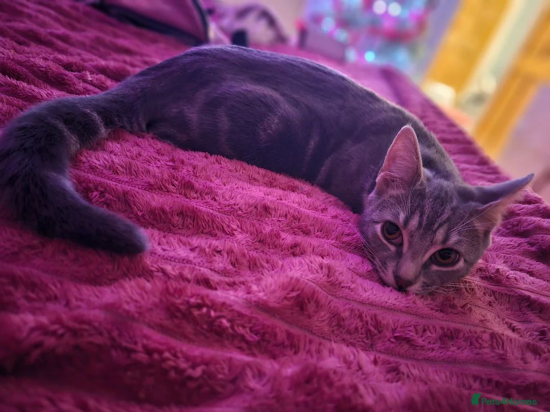 British Shorthair cats for sale: FREE ASAP 3 cats for rehoming due to moving abroad - Advert 15