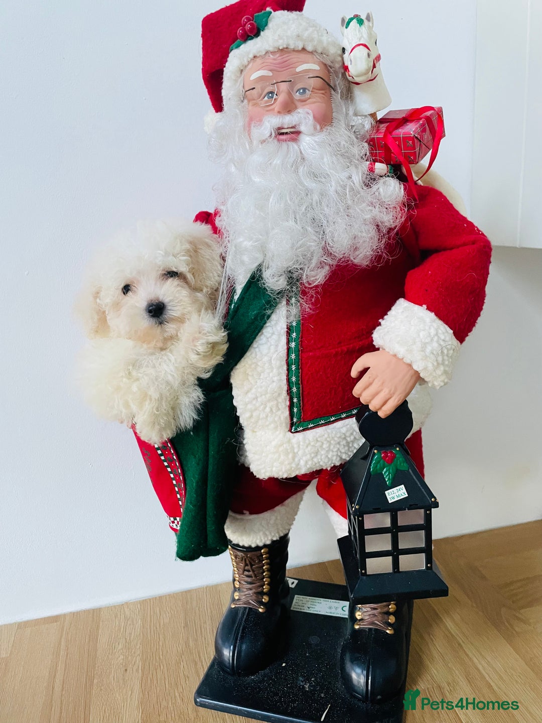 Cavapoo dogs for sale: F1b teddy bear Cavapoo puppies - Advert 2