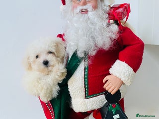 Cavapoo dogs F1b teddy bear Cavapoo puppies - Advert 5