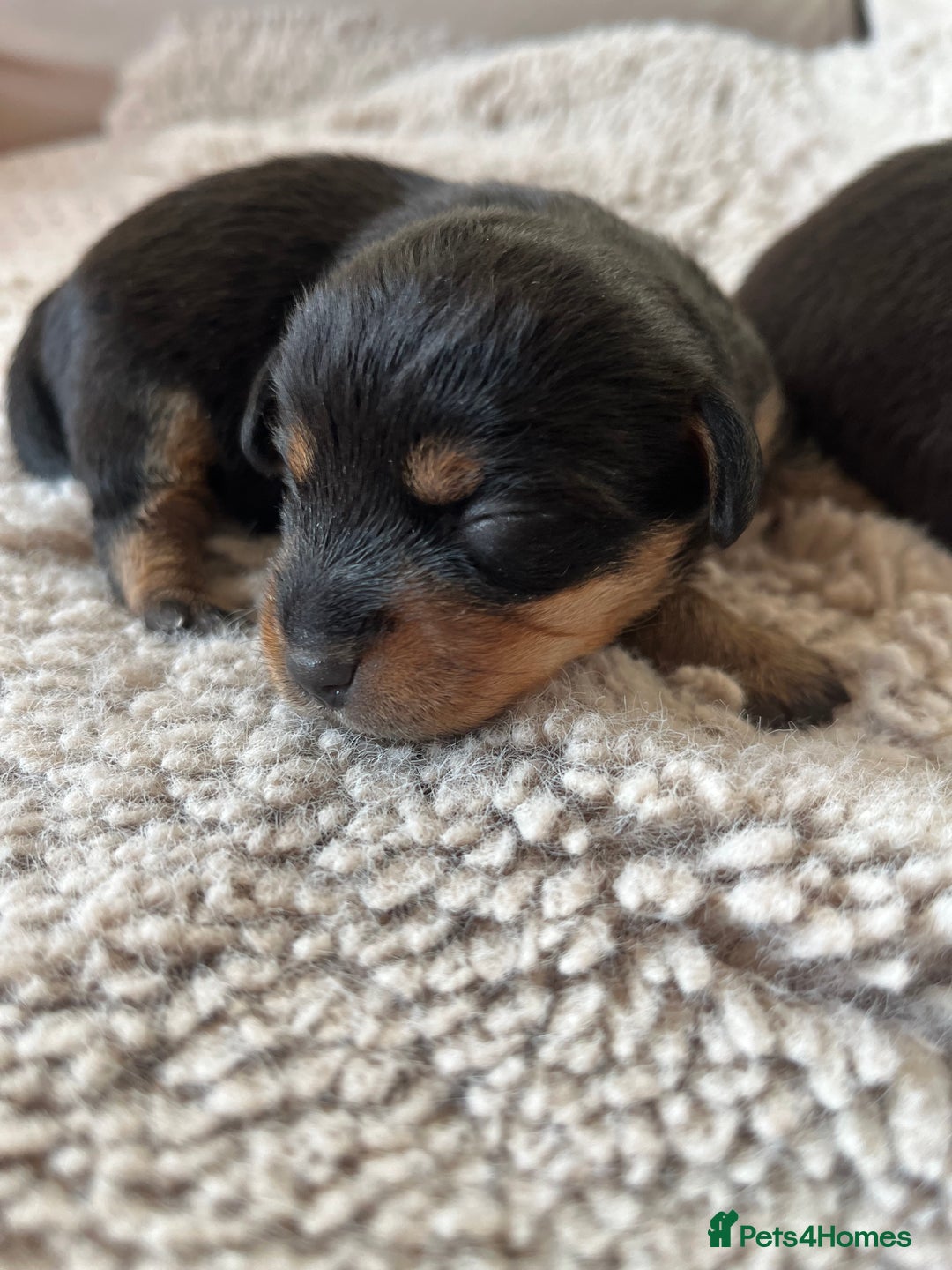 Jack Russell dogs for sale: Jack Russel puppies - Advert 11