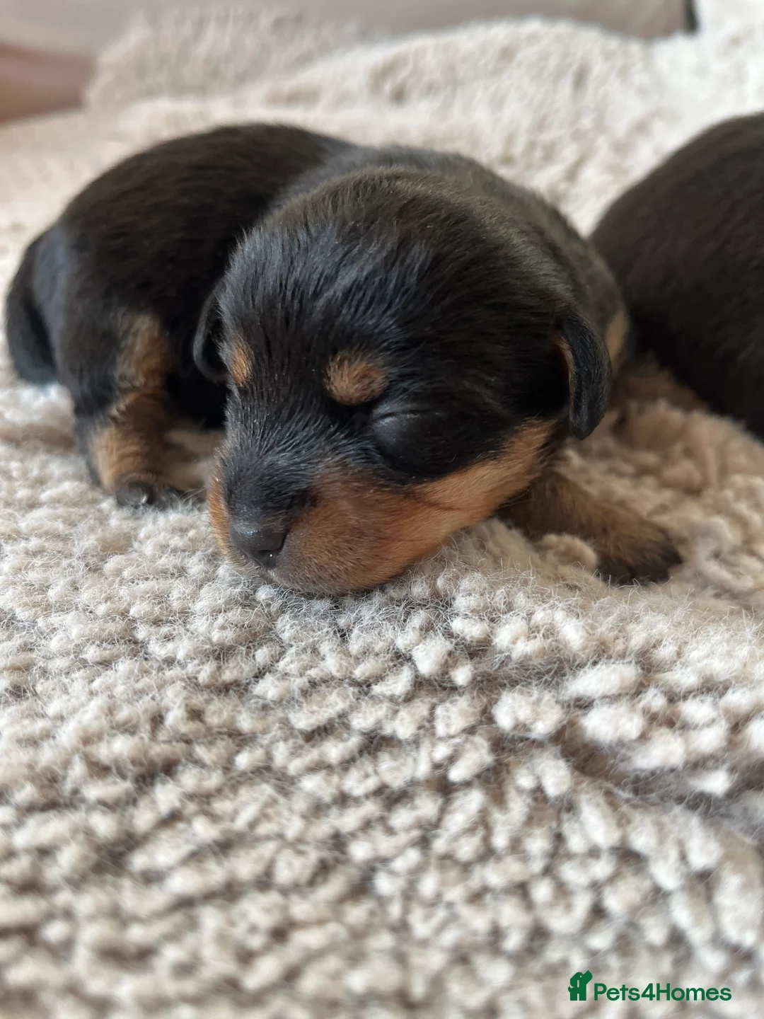 Jack Russell dogs for sale: ❌ sold ❌Jack Russel puppies - Advert 8