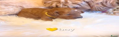 Cavapoo Puppy 3