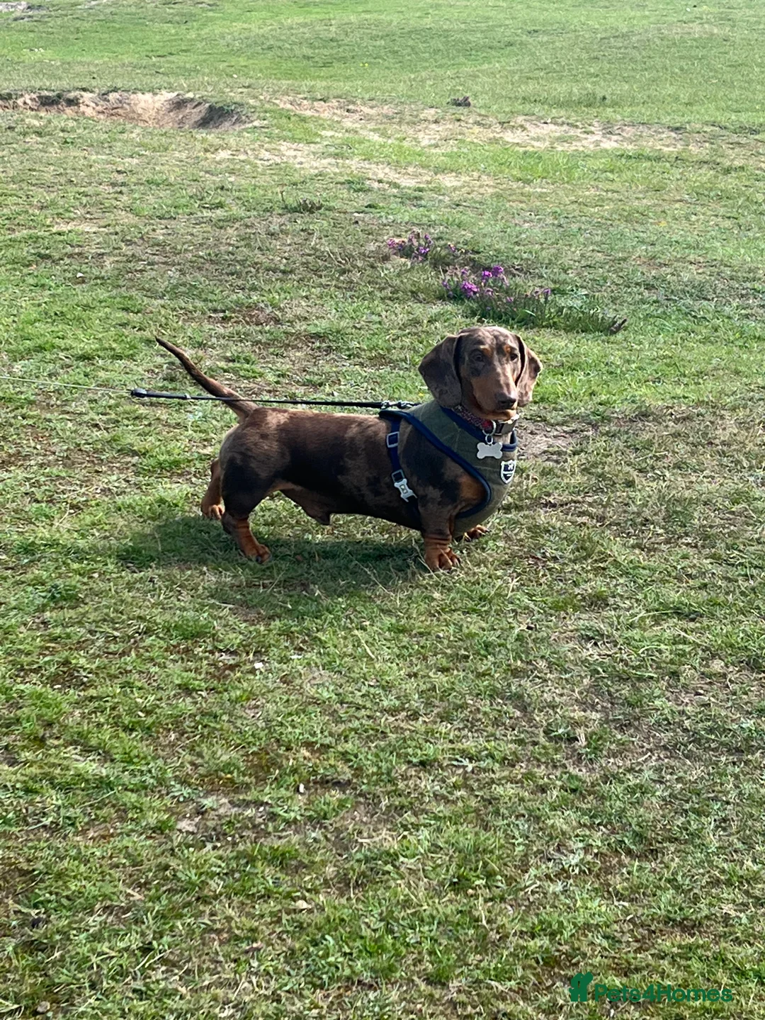 Miniature Dachshund dogs for stud: 🔥For stud proven miniature dachshund🔥   in Windsor - Advert 8