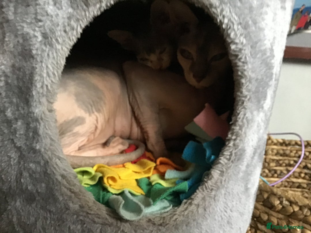 Sphynx cats for sale: Boy and girl syphnx  - Image 6