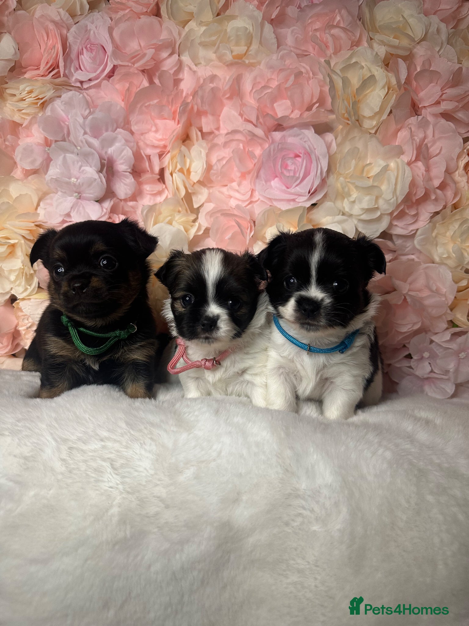 Jack Chi dogs Jack Chi Puppies  - Advert 1