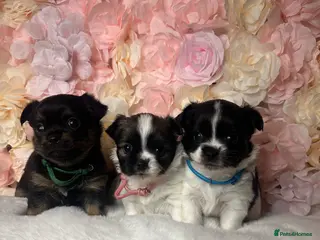 Jack Chi dogs Jack Chi Puppies - Advert 1