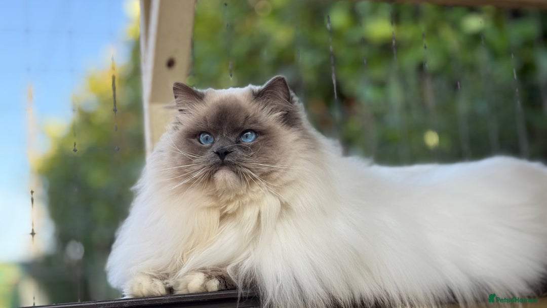 Ragdoll cats for sale: TICA REGISTERED  in Colchester - Image 5