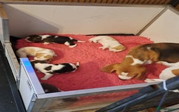 Beagle dogs for sale: 2 Kennel Club Reg TAN & WHITE BEAGLE BOYS - Image 5