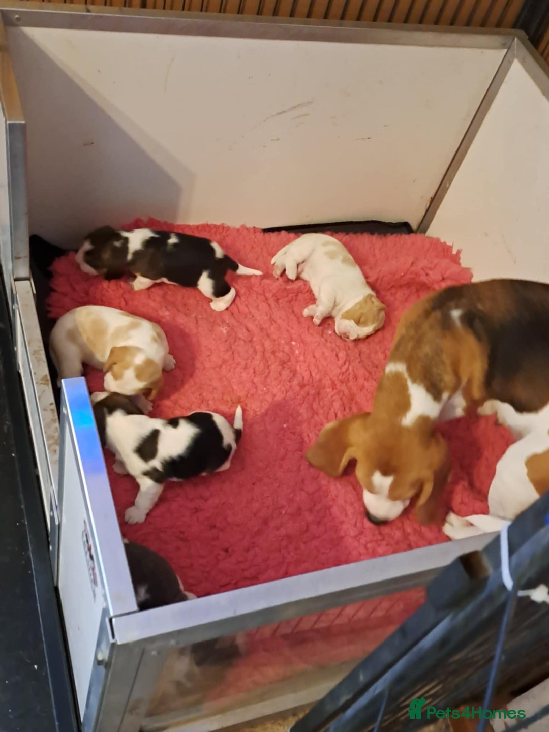 Beagle dogs for sale: 2 Kennel Club Reg TAN & WHITE BEAGLE BOYS - Image 5