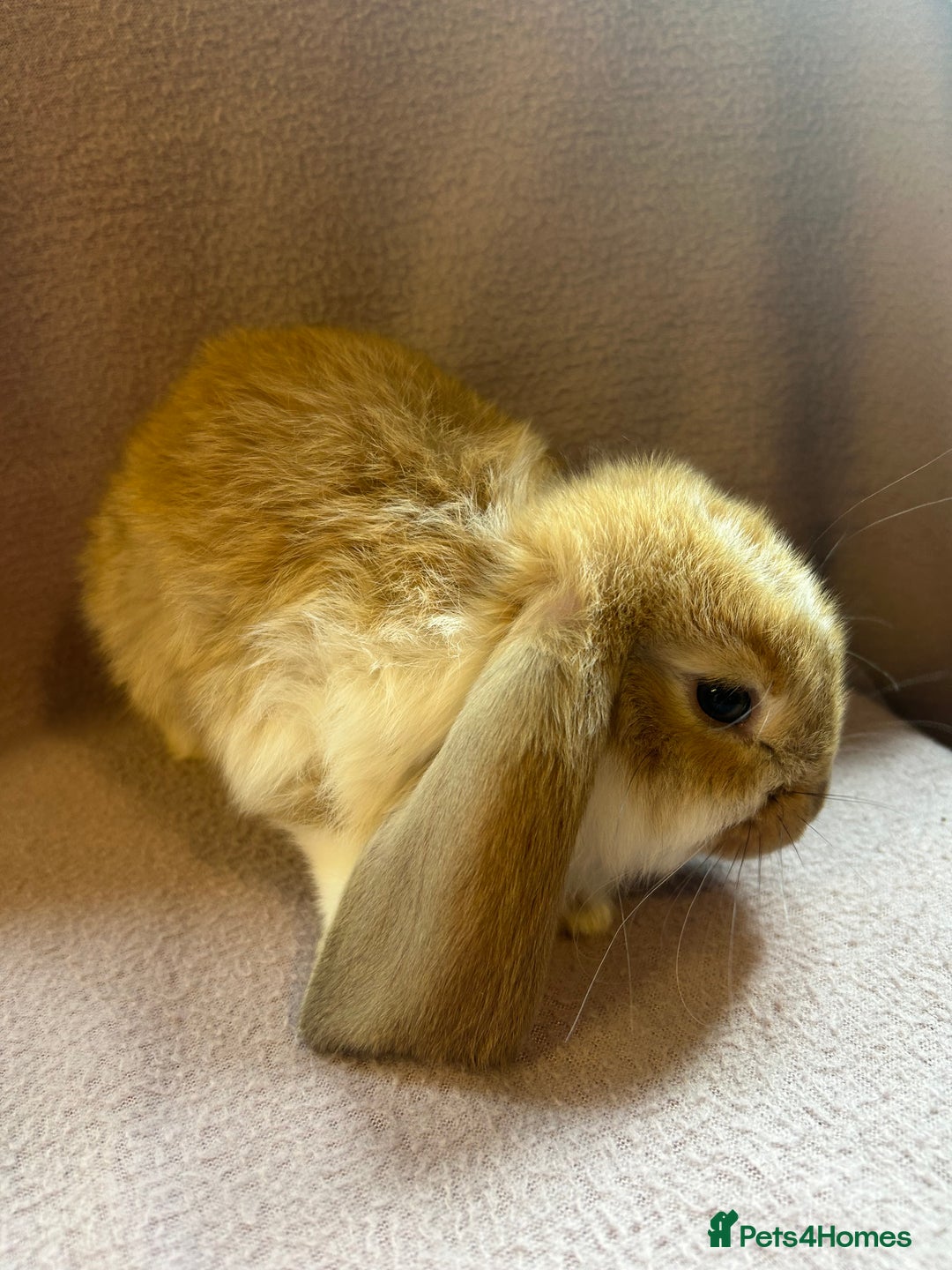 French Lop rabbits for sale: Beautiful French lop babies  - Image 2