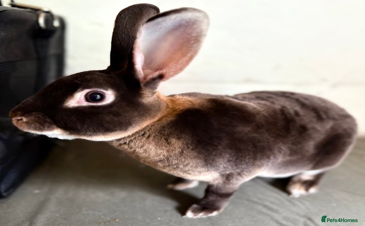 Rex rabbits - Advert 1