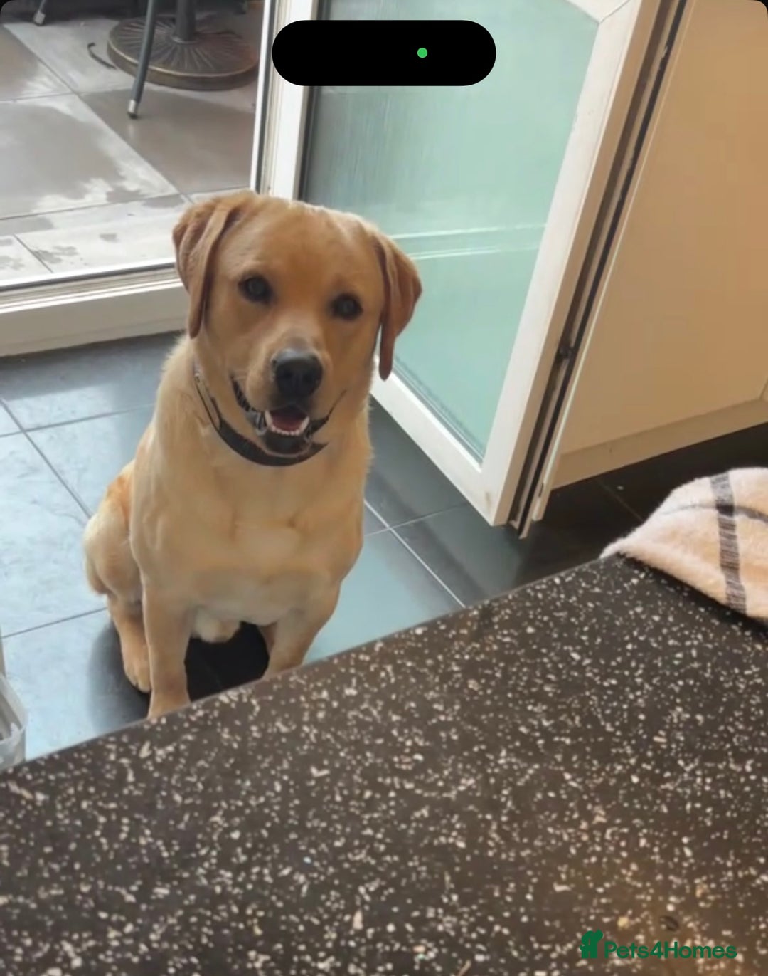 Labrador Retriever dogs for sale: Kennel incl. Male Labrador 15 month junior puppy. - Image 2