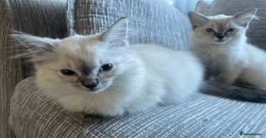 Ragdoll cats - Advert 3