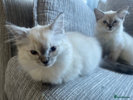 Ragdoll cats - Advert 6