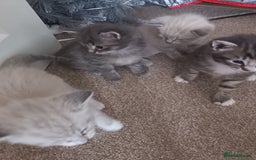 Bengal cats for sale: Bengal cross  - Image 3