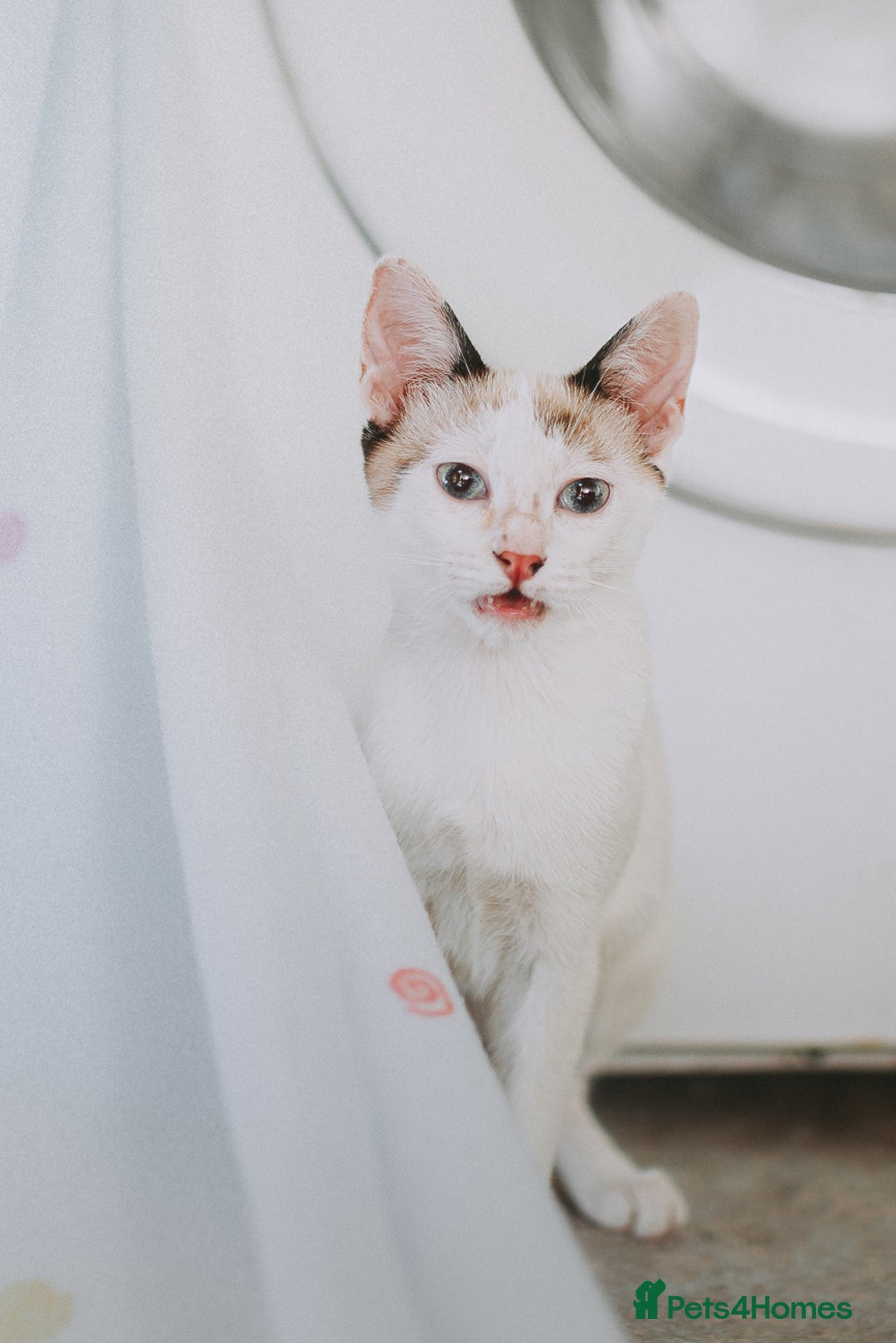 Siamese cats for adoption: Siamese cross and Tortoiseshell sister - Image 4