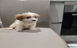 Cavachon dogs for sale: Cavachon puppies  - Advert 6