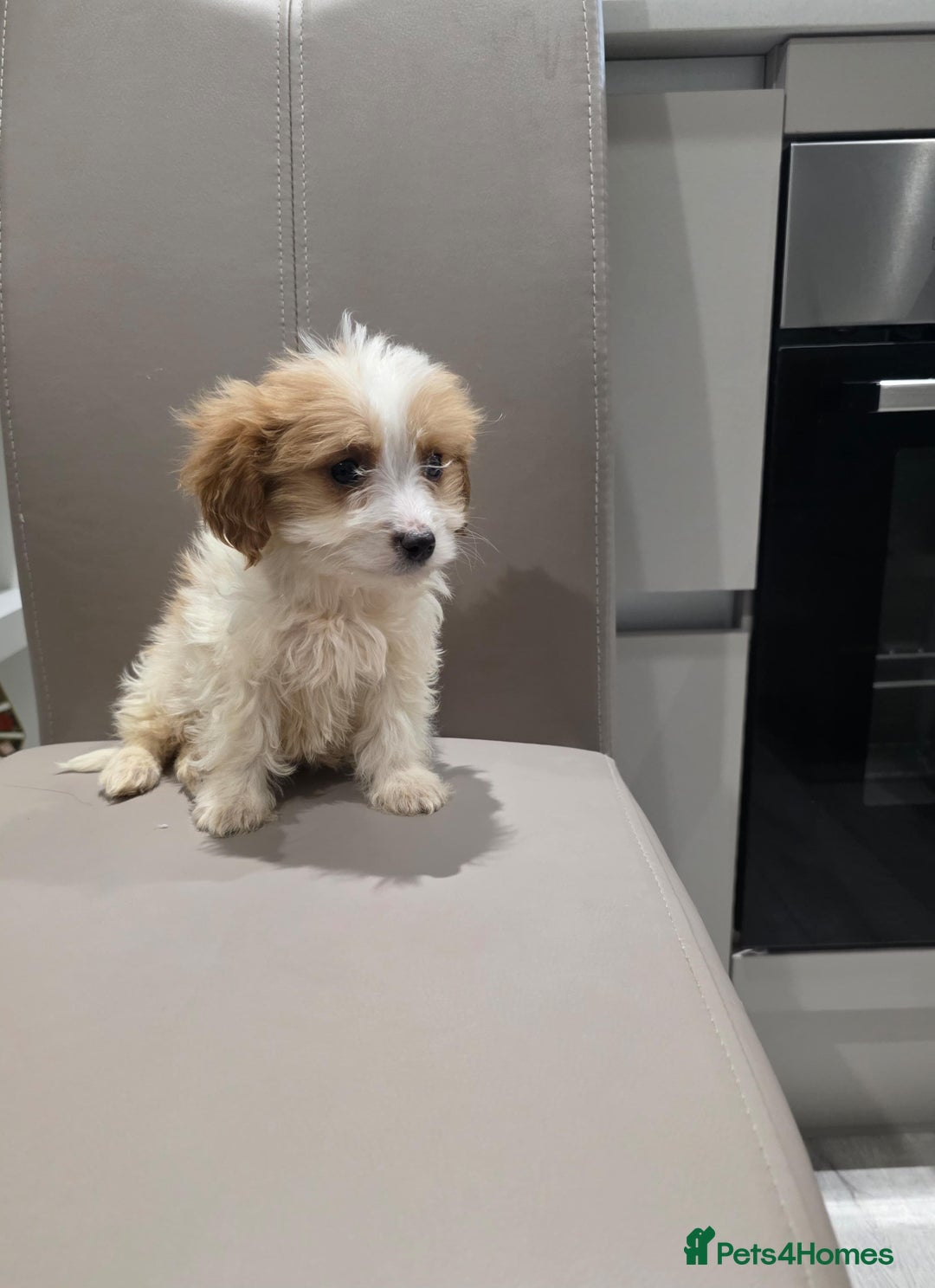 Cavachon dogs for sale: Cavachon puppies  - Advert 6