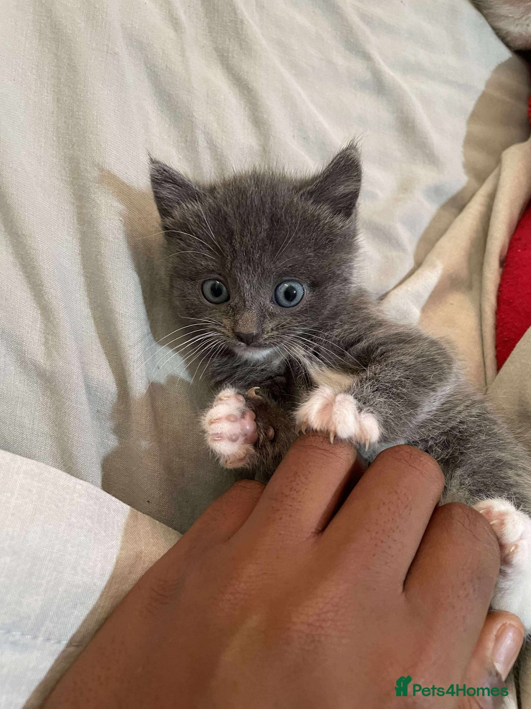 Mixed Breed cats for sale: 3 Beautiful Kittens Needing A Home - Advert 14