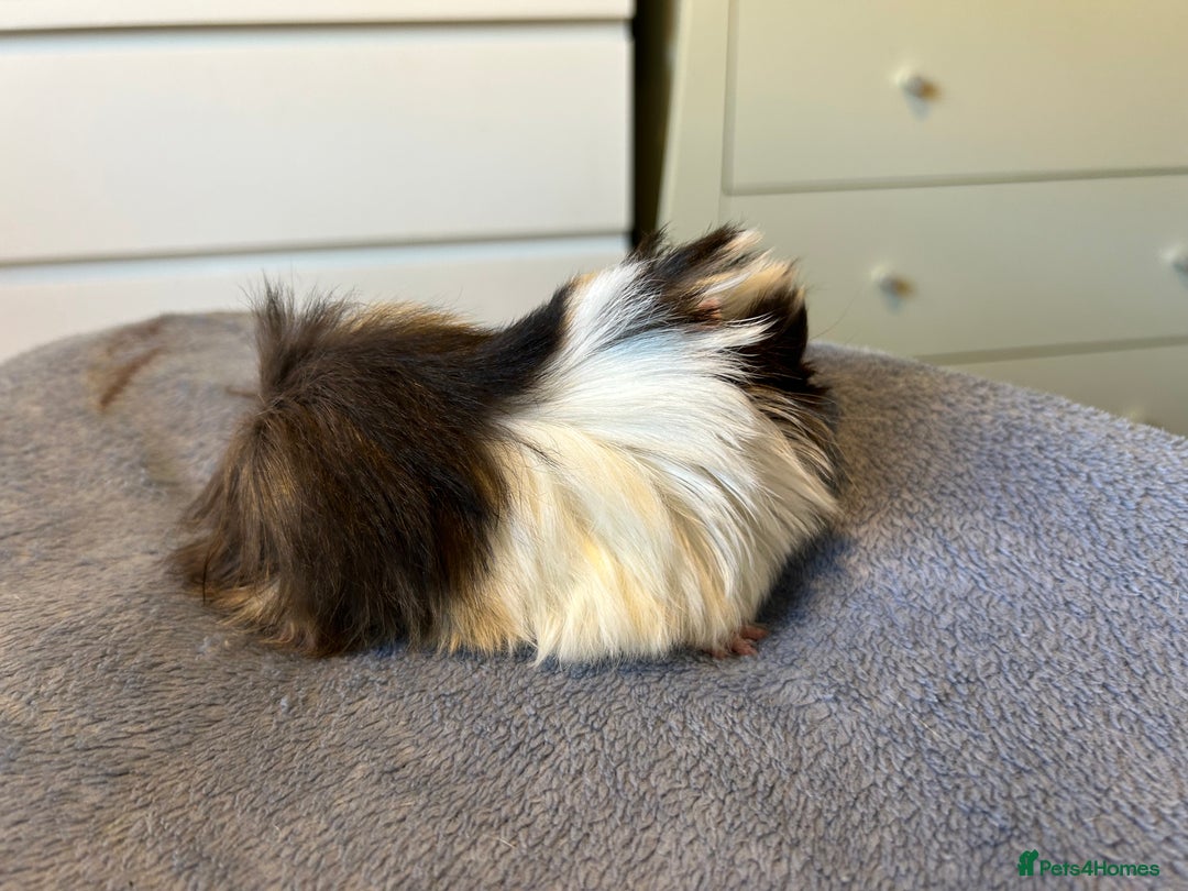 Guinea Pig rodents for sale: A pair left of male Peruvians REDUCED  - Advert 13