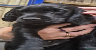 Cocker Spaniel dogs - Advert 5