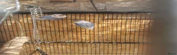 Lovebirds birds for sale: Lovebird  - Advert 4