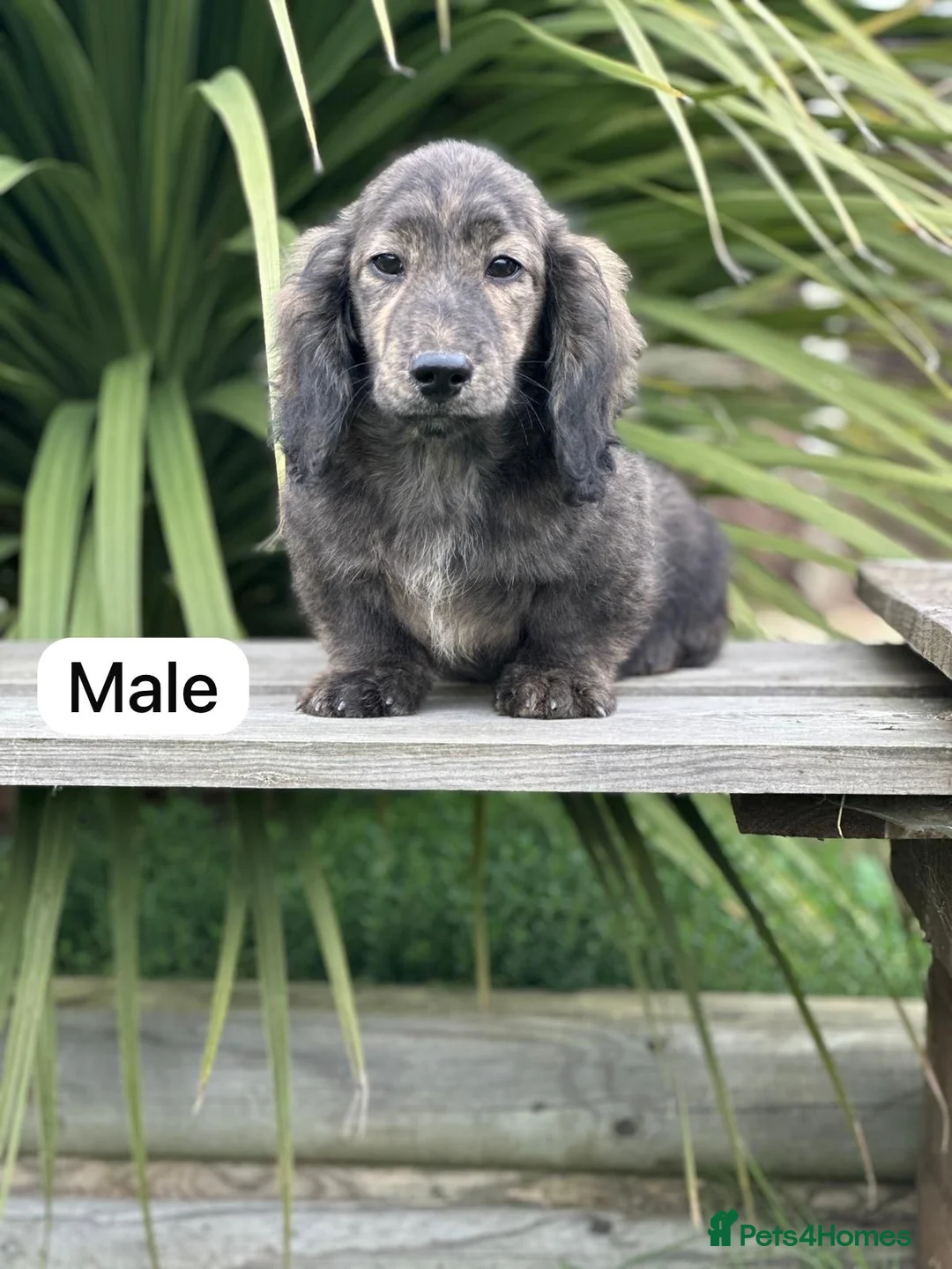 Miniature Dachshund dogs for sale: Miniature long haired cream brindle puppies - Advert 7