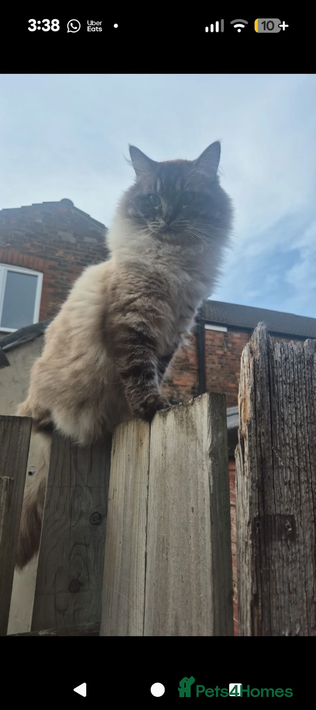 Ragdoll cats for sale: Beautiful lynx point male  - Advert 3